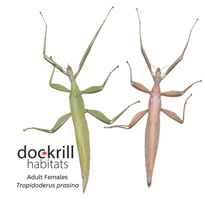 Green Stick insect (Tropidoderus prasina)