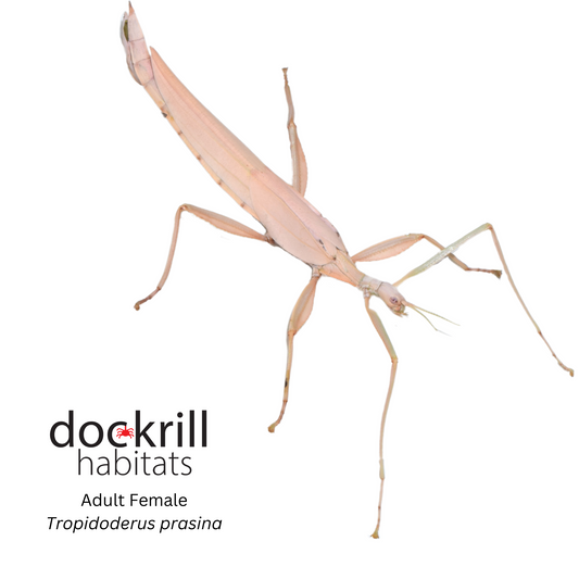 Green Stick insect (Tropidoderus prasina)