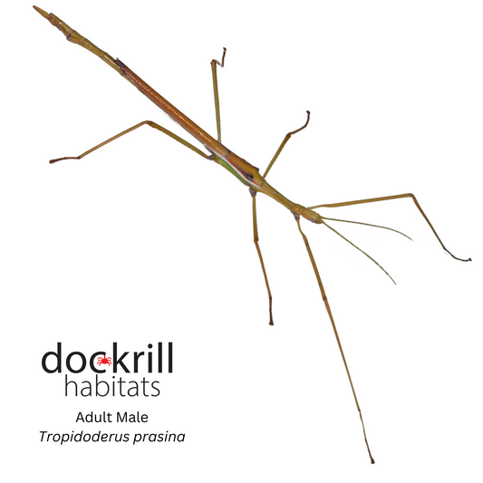 Green Stick insect (Tropidoderus prasina)