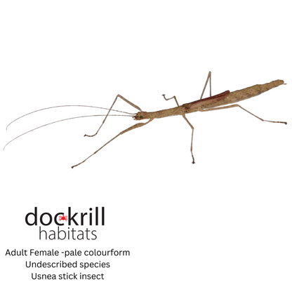Usnea stick insect (Undescribed Genus Atherton )