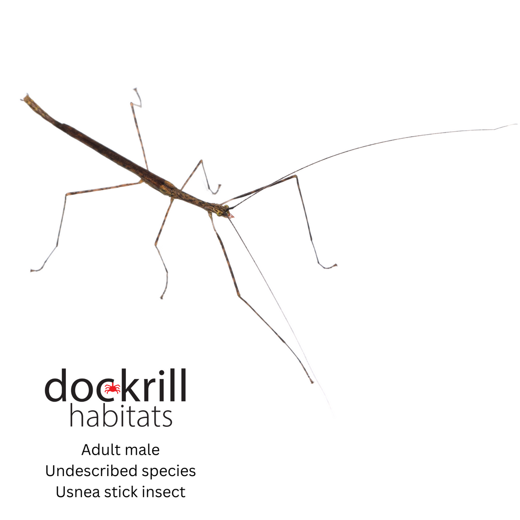 Stick and Leaf Insects – Dockrill Habitats