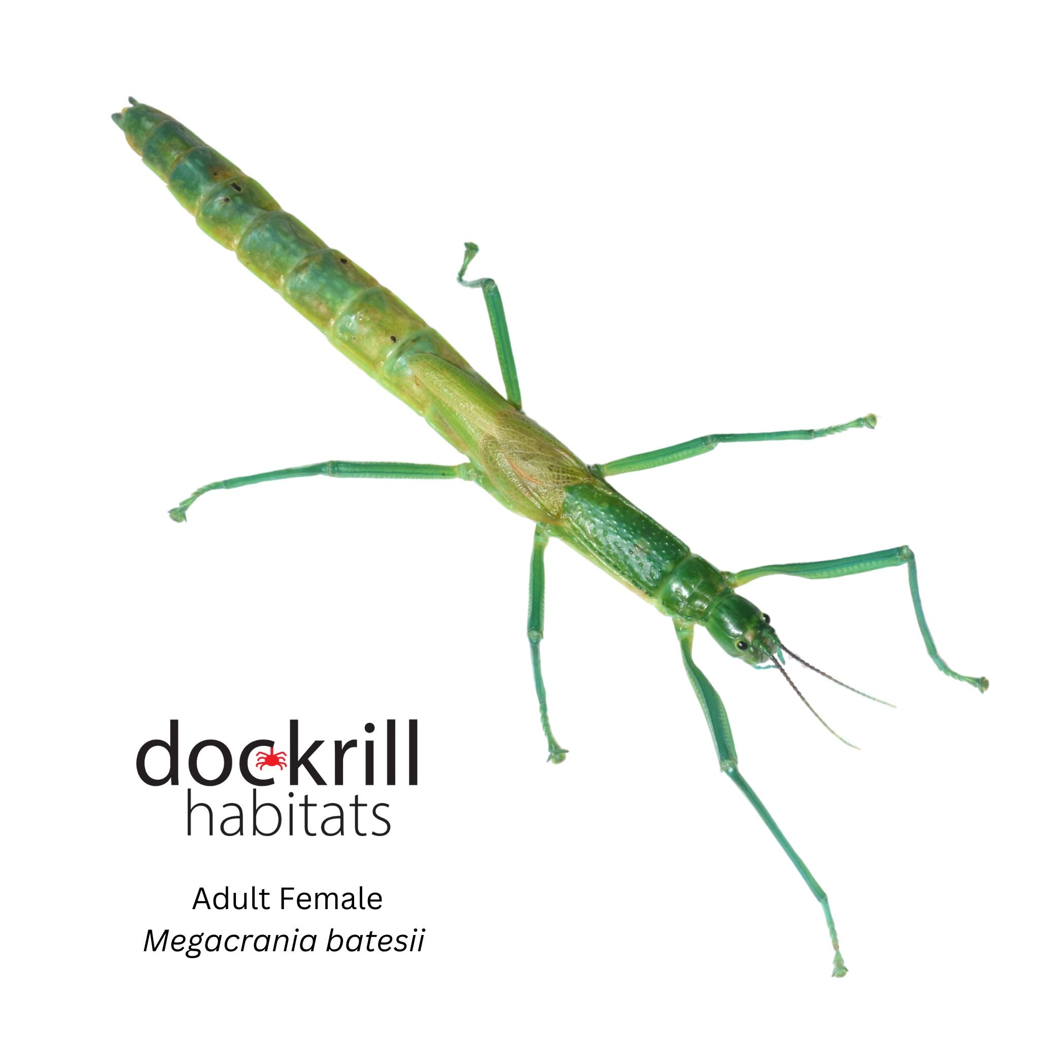 Peppermint Stick insect (Megacrania batesii) – Dockrill Habitats