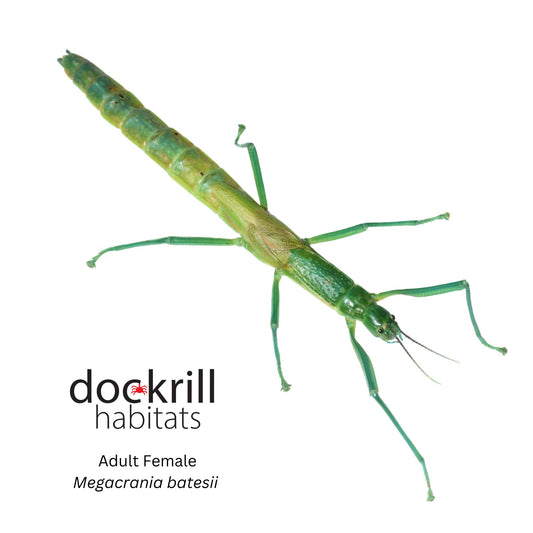 Peppermint Stick insect (Megacrania batesii)